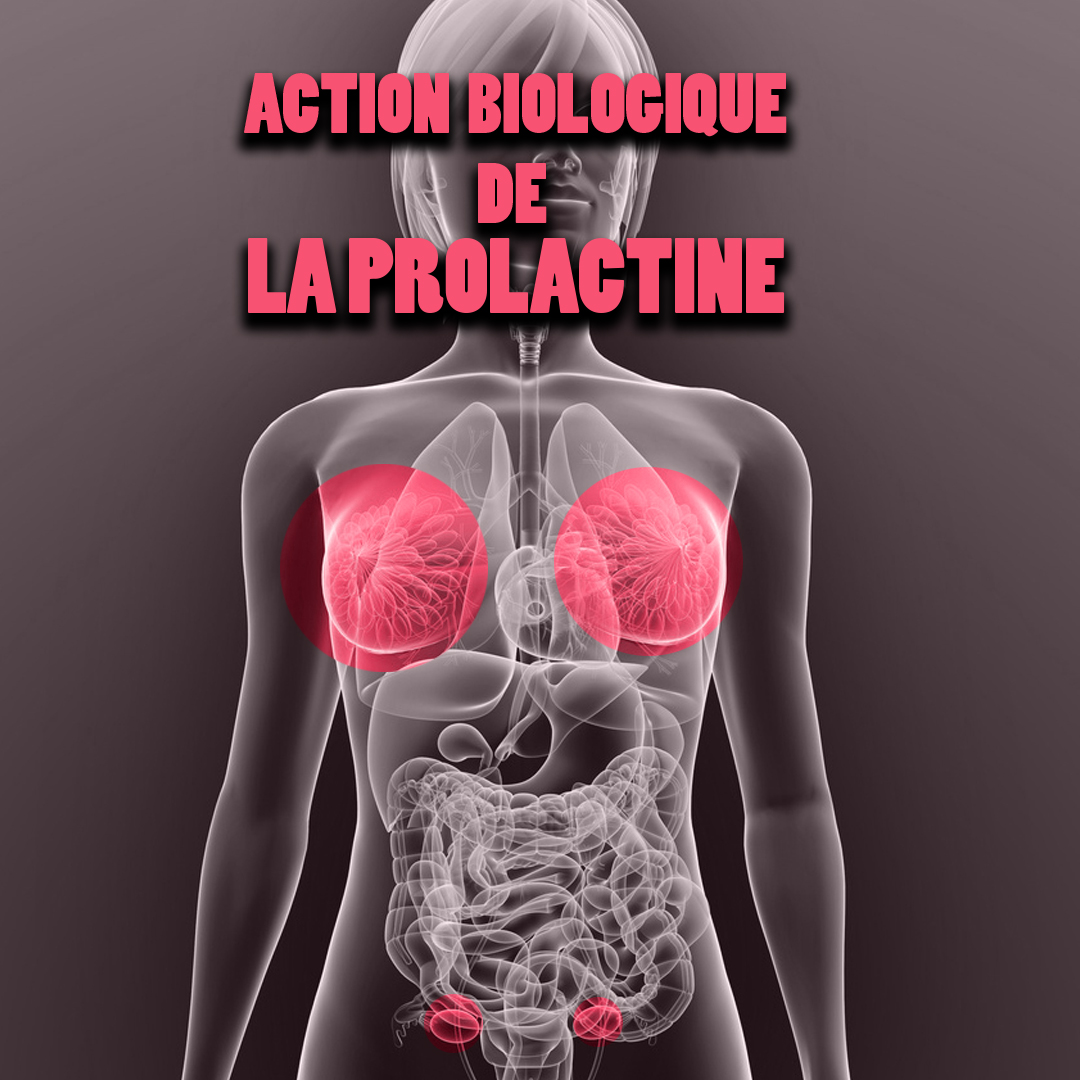 Action de la prolactine chez la femme.